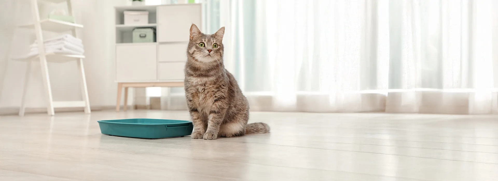 MyBentonite White Bentonite Cat Litter Factory Certificates Banner