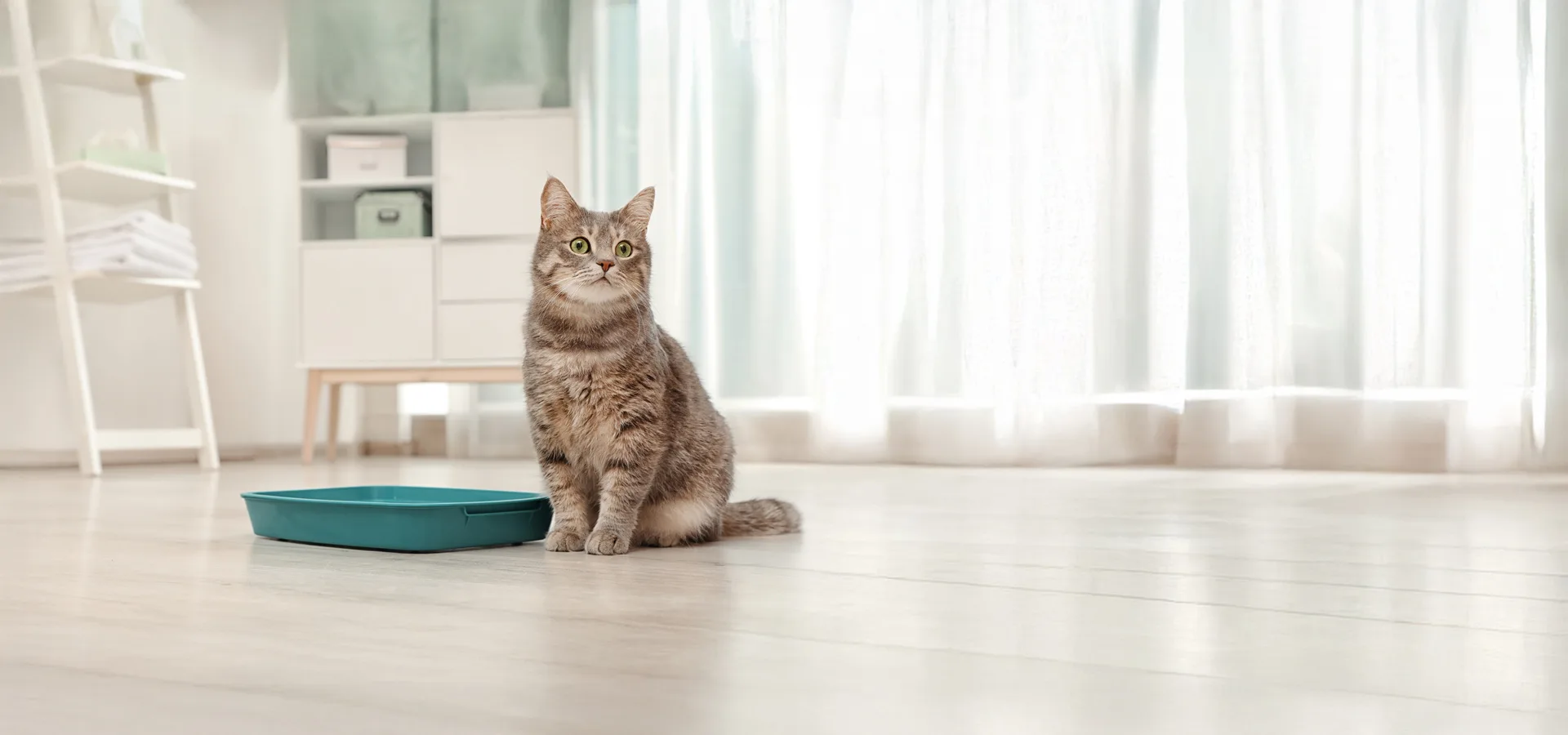 Private Label White Bentonite Cat Litter Packaging Production