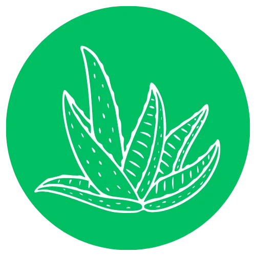 Aloe Vera Scented Cat Litter